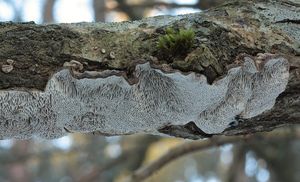 Outkovka měkká - Cerioporus mollis (Sommerf.) Zmitr. & Kovalenko 2016