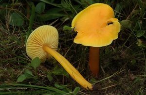 Voskovka citronová - Hygrocybe chlorophana (Fr.) Wünsche 1877