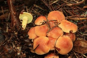 Klikni pro velký obrázek