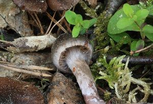 Pavučinec červenokaštanový - Cortinarius vernus H. Lindstr. & Melot 1994