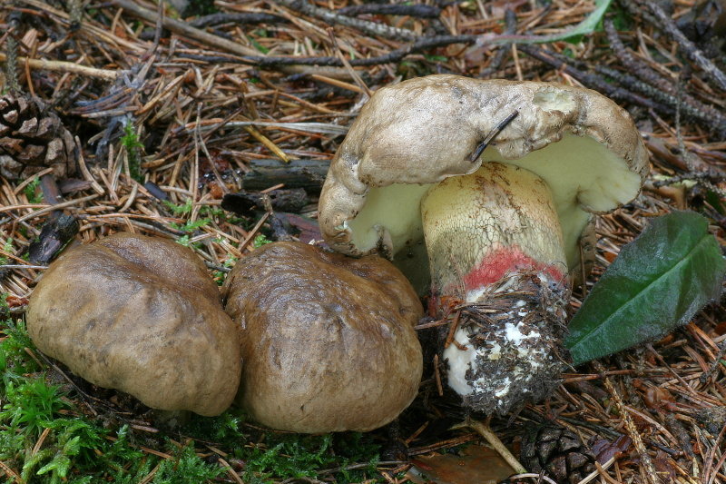 hřib kříšť (Caloboletus calopus)