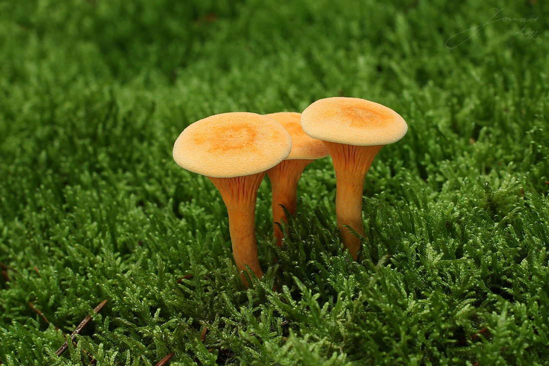 lištička pomerančová (Hygrophoropsis aurantiaca)