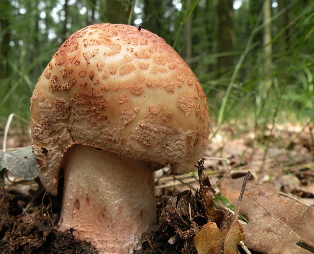 Muchomůrka růžovka (Amanita rubescens)