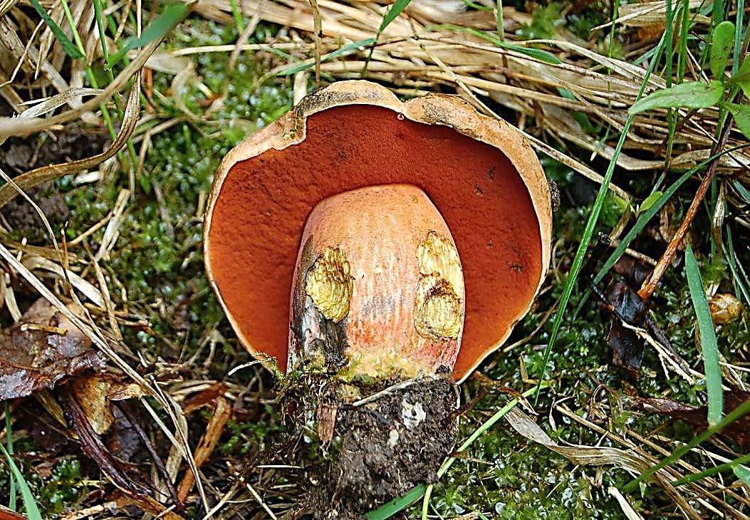 hřib kovář (Neoboletus luridiformis)