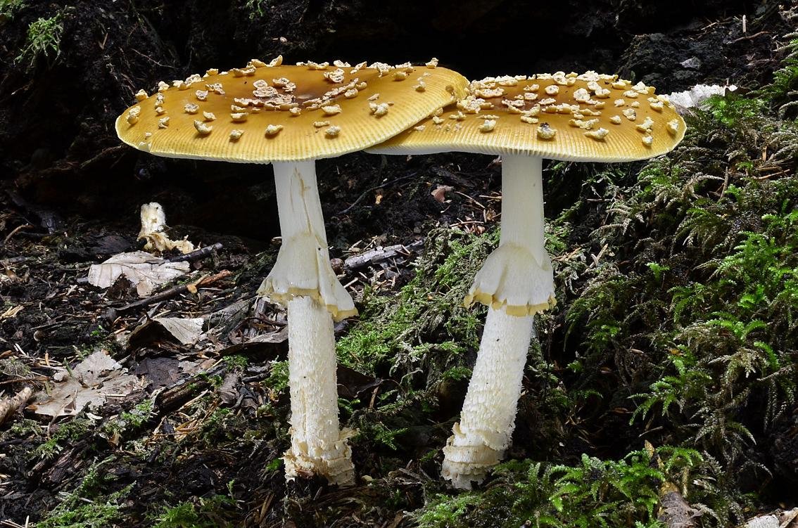 muchomůrka královská (amanita regalis)