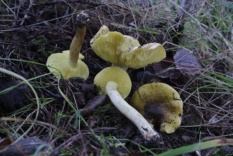 čirůvka osiková (Tricholoma frondosae)