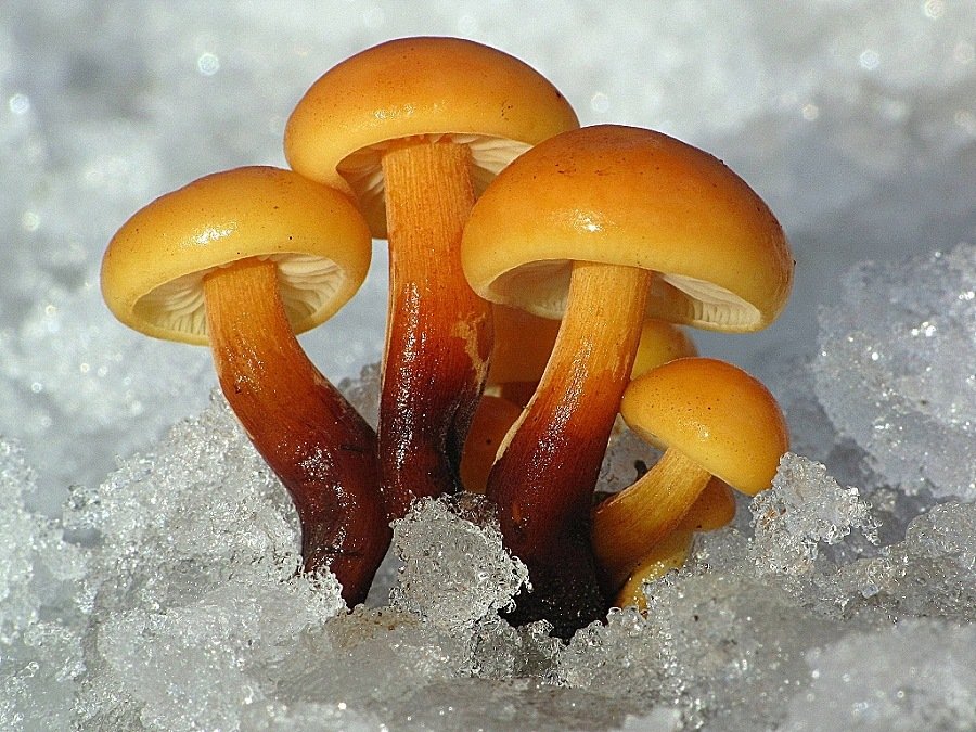 penízovka sametonohá (flammulina velutipes)