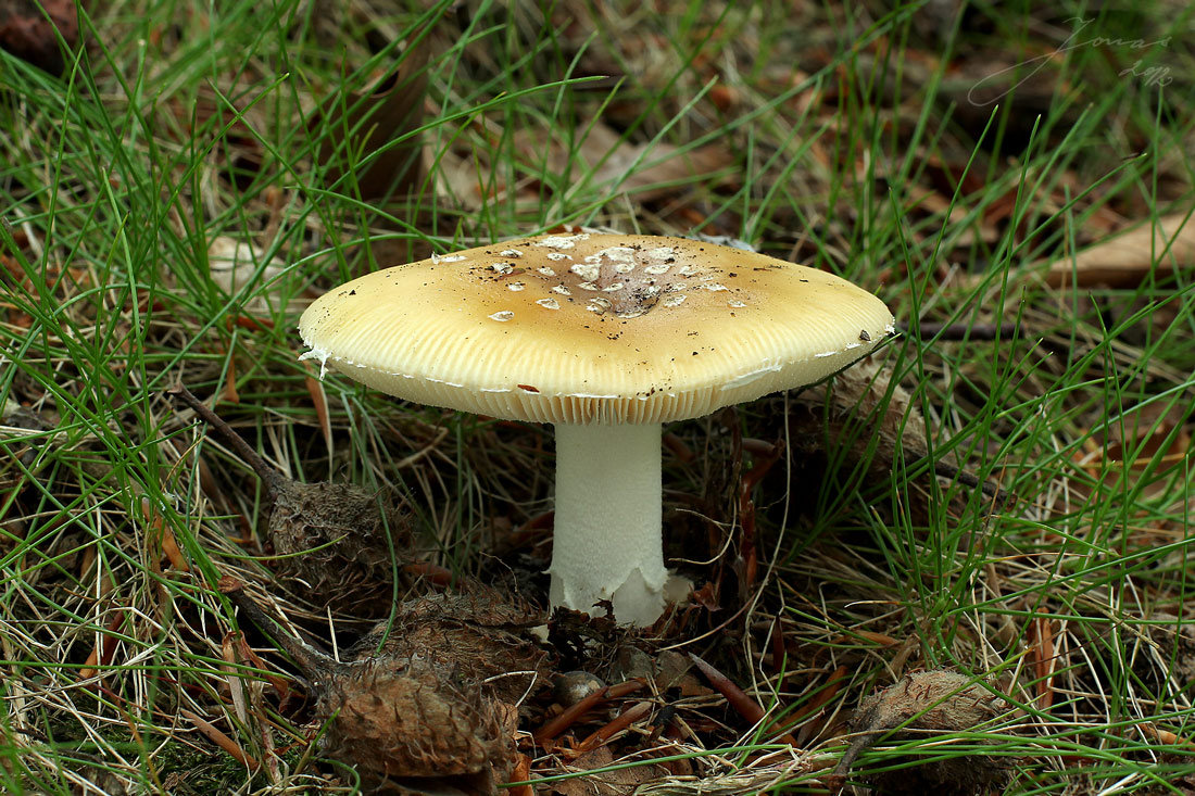 muchomůrka slámožlutá (amanita gemmata)