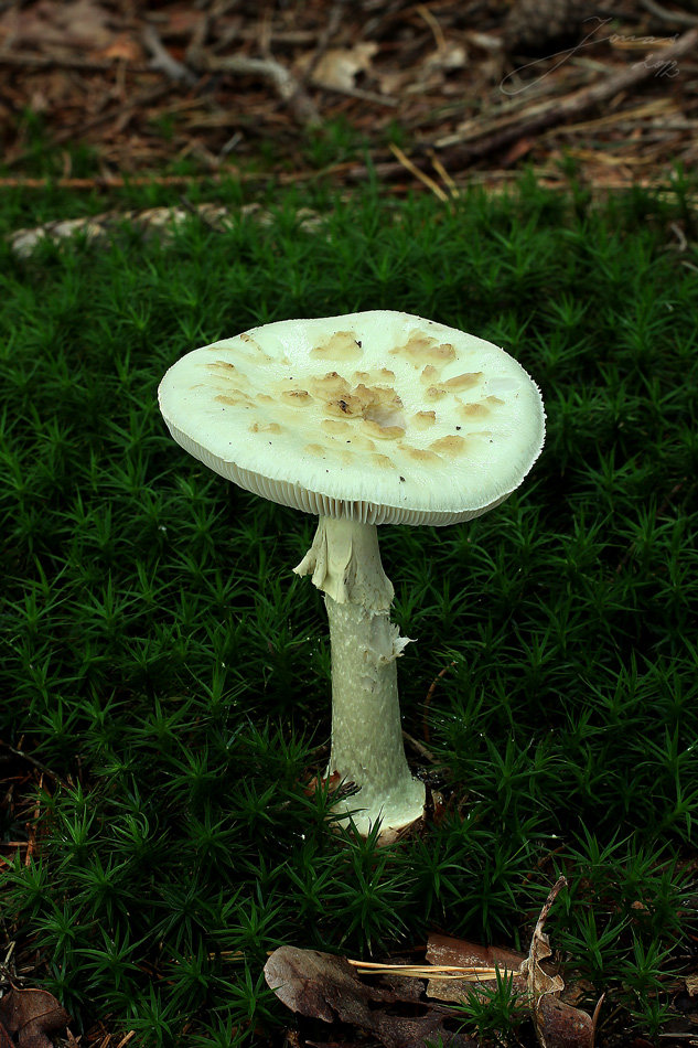 muchomůrka citronová (amanita mappa)