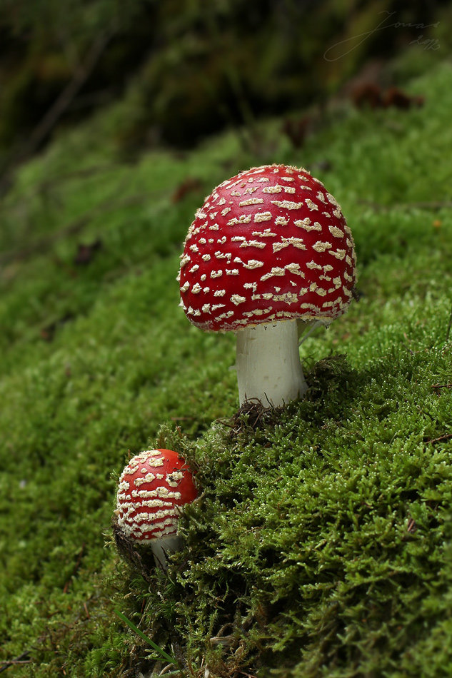 muchomůrka červená (amanita muscaria)