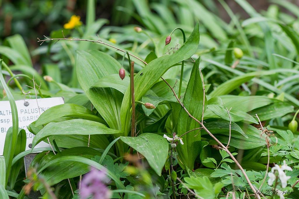 česnek hadí (Allium victorialis)