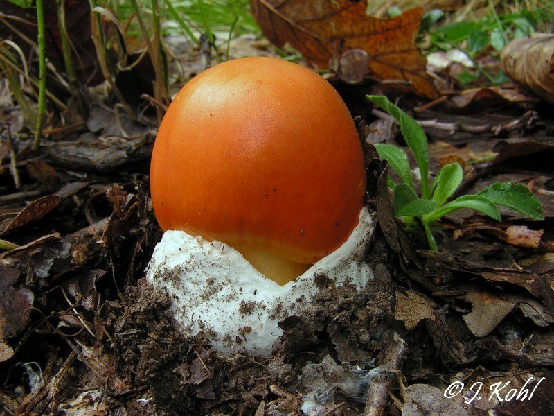 muchomůrka císařka (amanita caesarea)