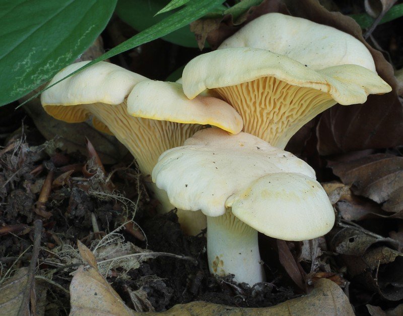 liška bledá (Cantharellus pallens)