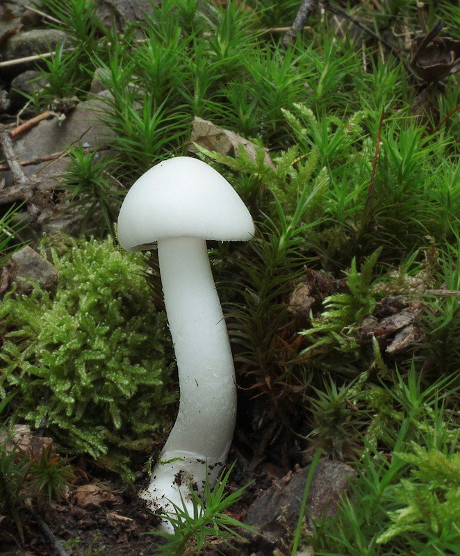 muchomůrka jarní (amanita verna)