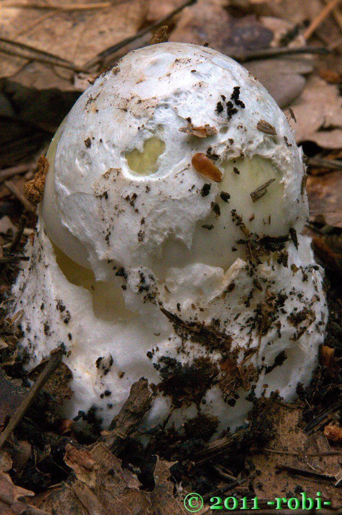 muchomůrka zelená (amanita phalloides)