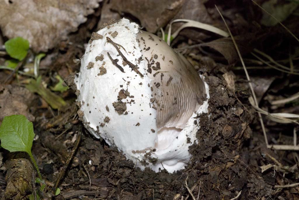 muchomůrka pošvatá (amanita vaginata)