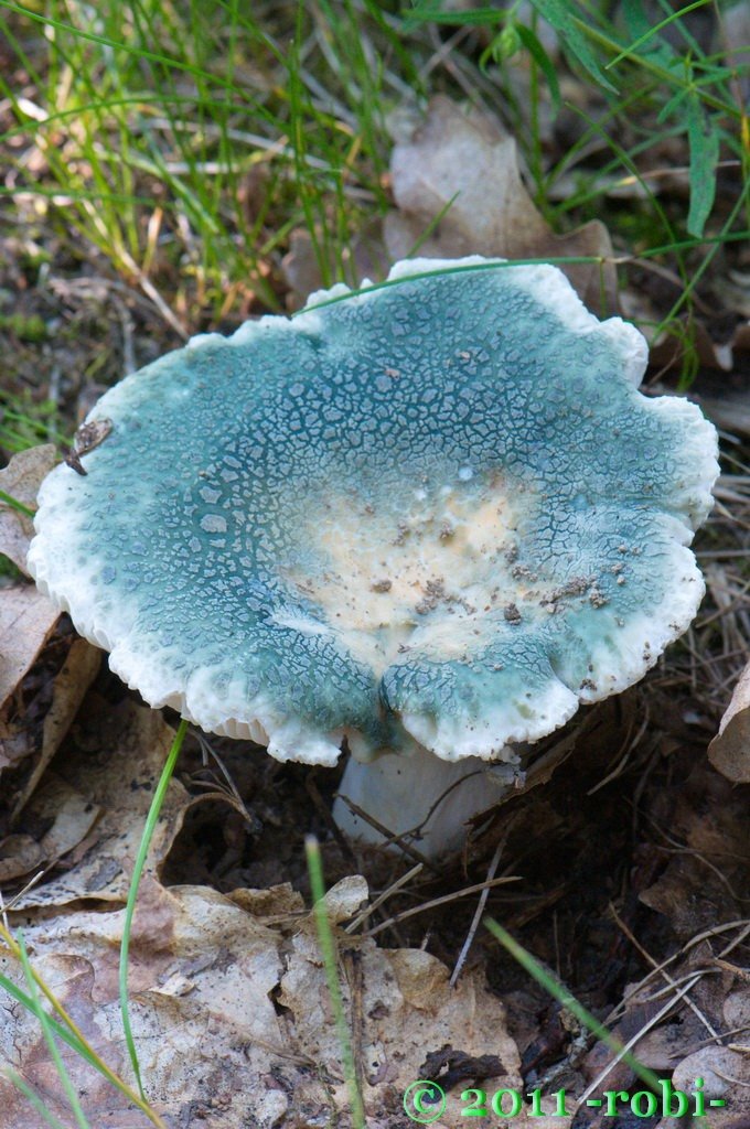 Holubinka nazelenalá (Russula Virescens)