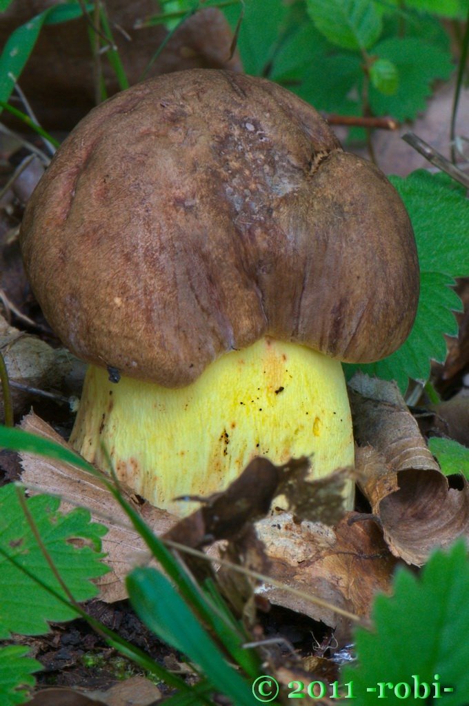 Hřib přívěskatý (Boletus appendiculatus)