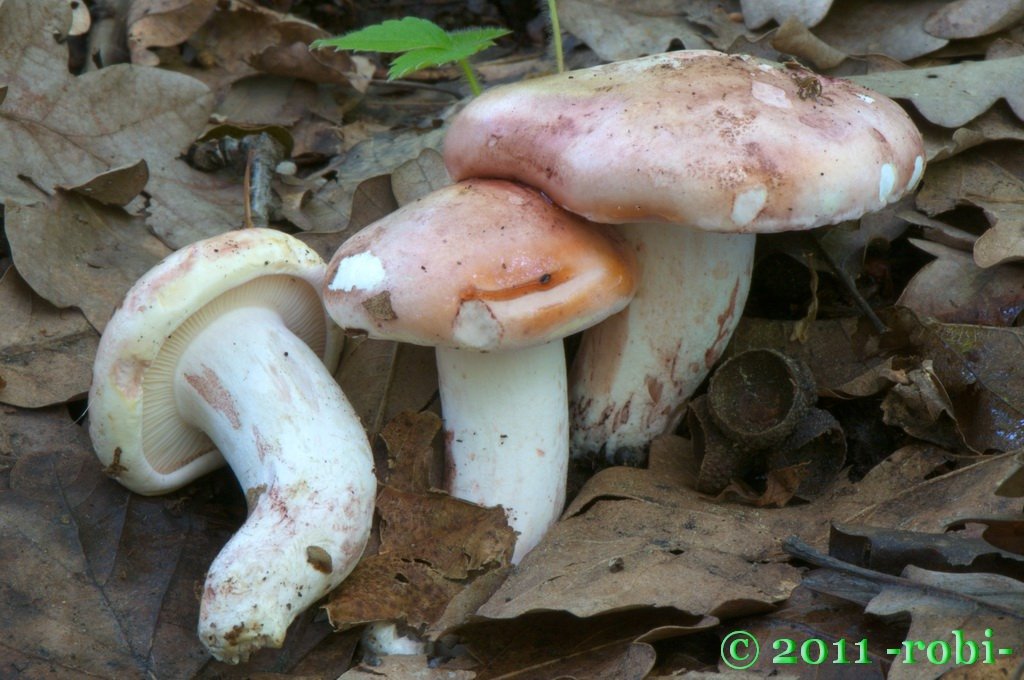 Šťavnatka holubinková (Hygrophorus russula)