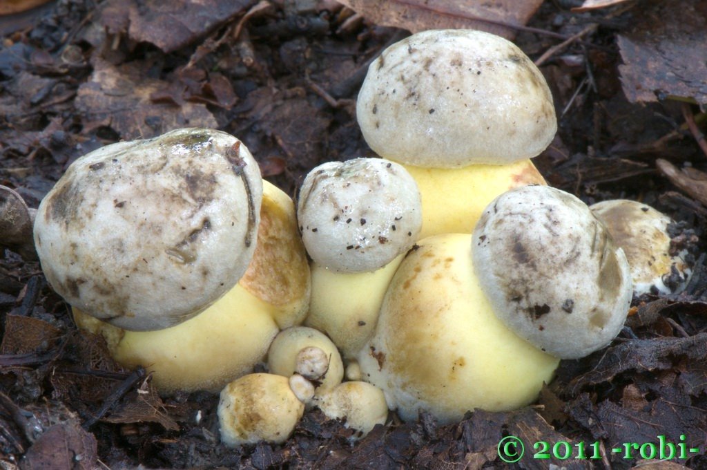 hřib medotrpký (boletus radicans)