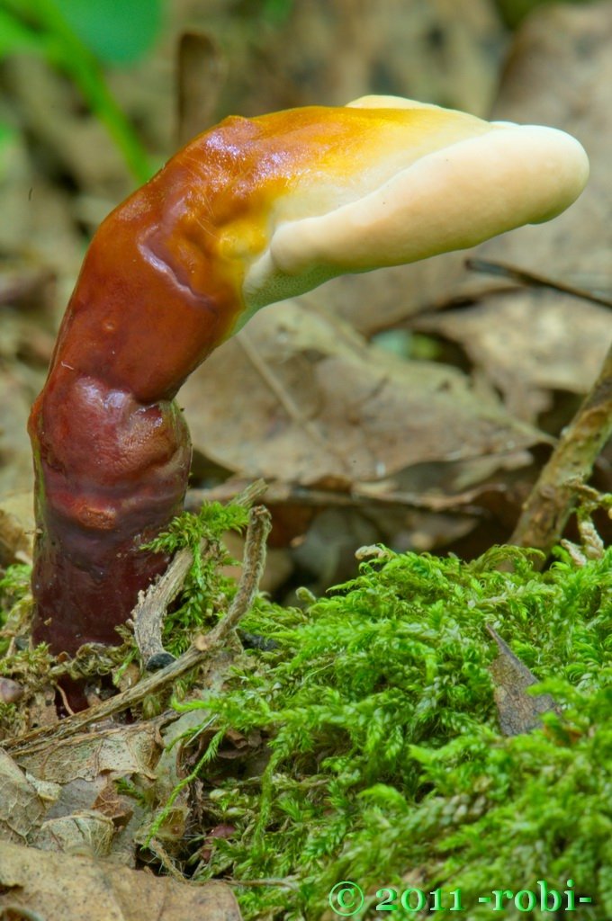 Lesklokorka lesklá (ganoderma lucidum)