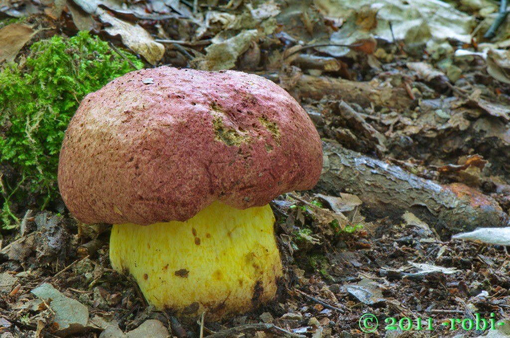 Hřib královský (boletus regius)