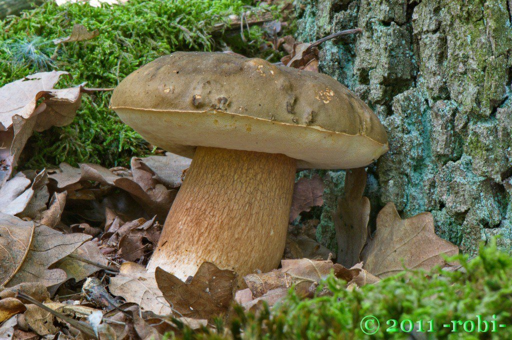 Hřib bronzový (boletus aereus)