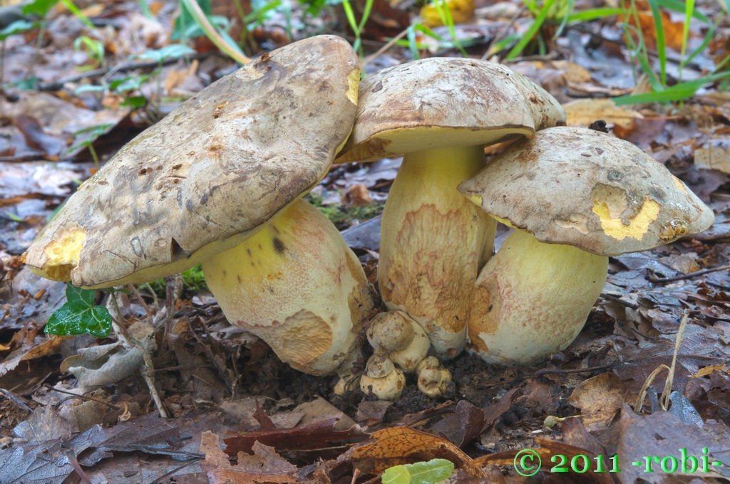 Hřib fechtnerův (Boletus fechtneri)