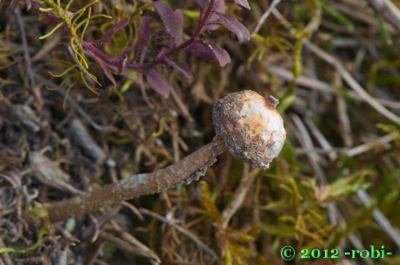 palečka zimní - Tulostoma brumale