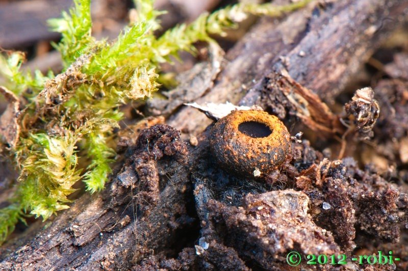 Ohnivec černý - Plectania melastoma