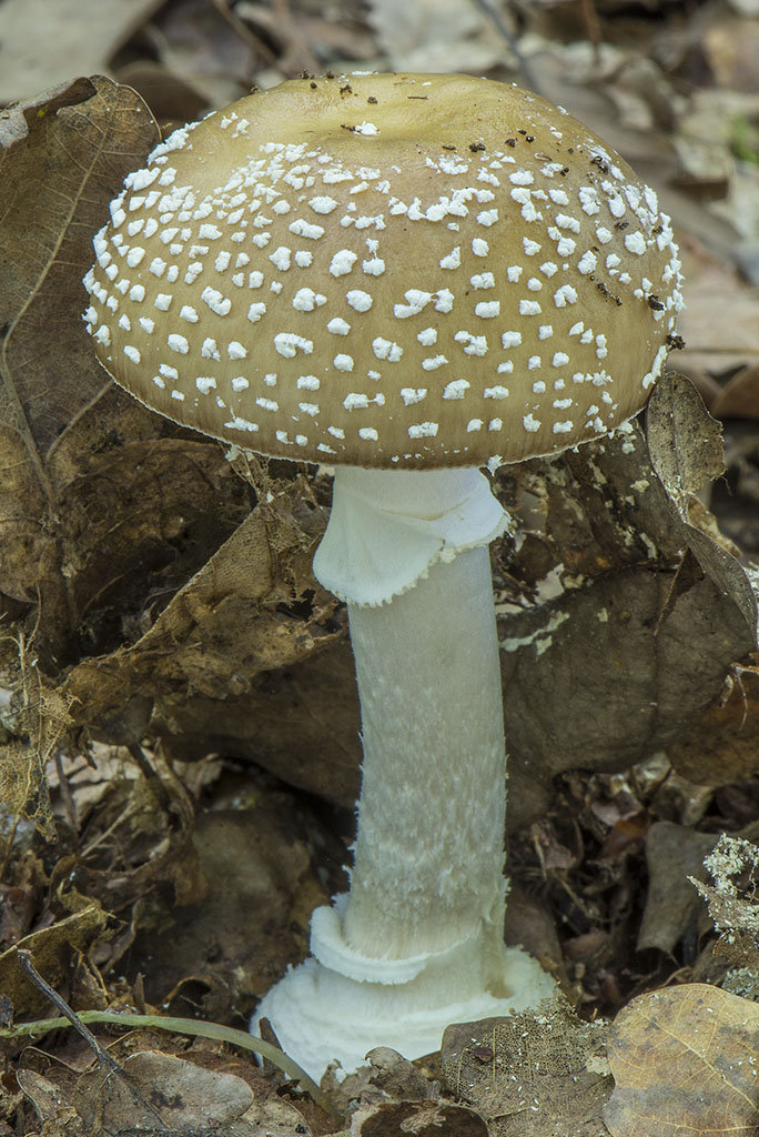 muchomůrka tygrovaná (amanita pantherina)