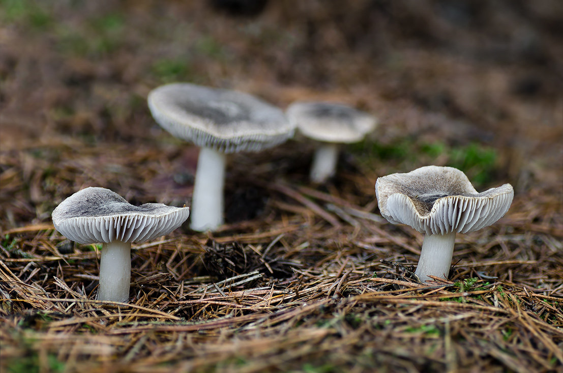 čirůvka zemní (Tricholoma terreum)