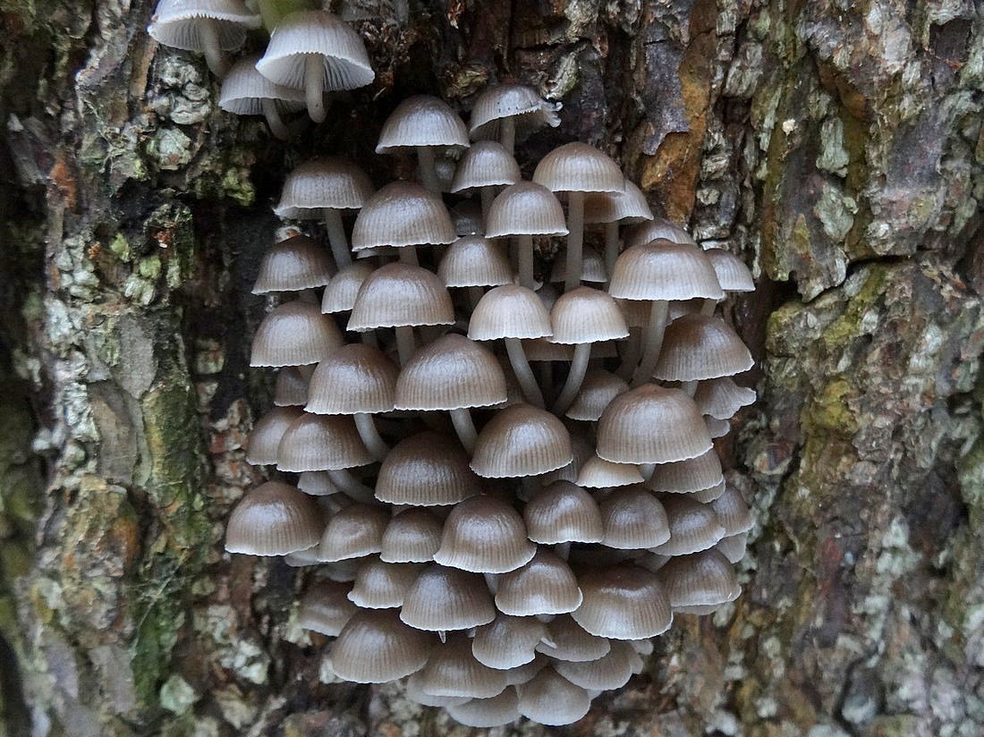 helmovka pařezová (mycena tintinnabulum)