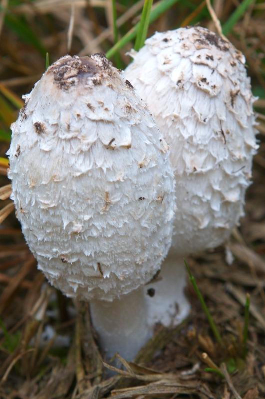 Hnojník obecný (Coprinus comatus)