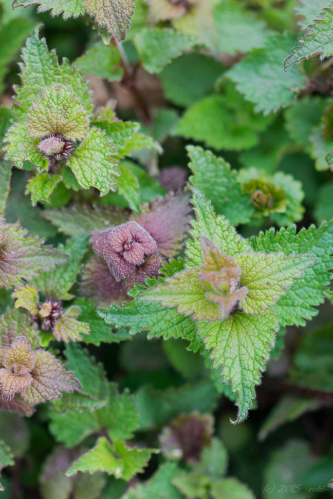 hluchavka skvrnitá (Lamium maculatum)