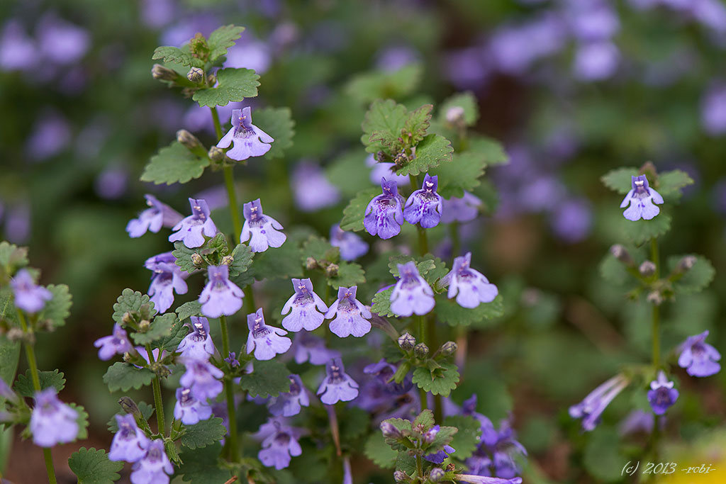 popenec obecný (Glechoma hederacea)