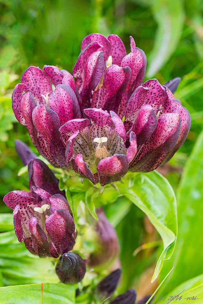 hořec panonský (gentiana pannonica)