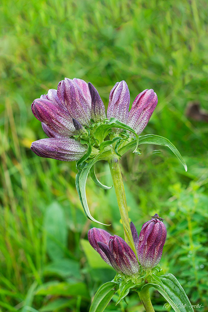 hořec panonský (gentiana pannonica)