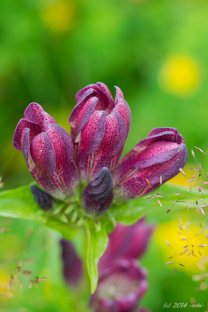 hořec panonský (gentiana pannonica)