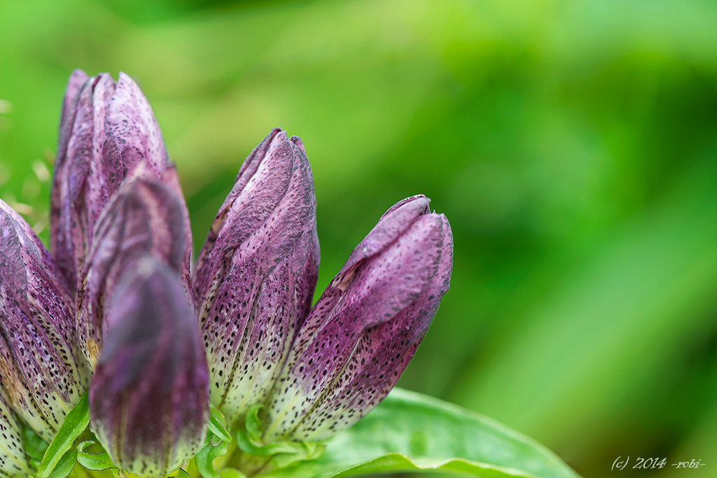 hořec panonský (gentiana pannonica)