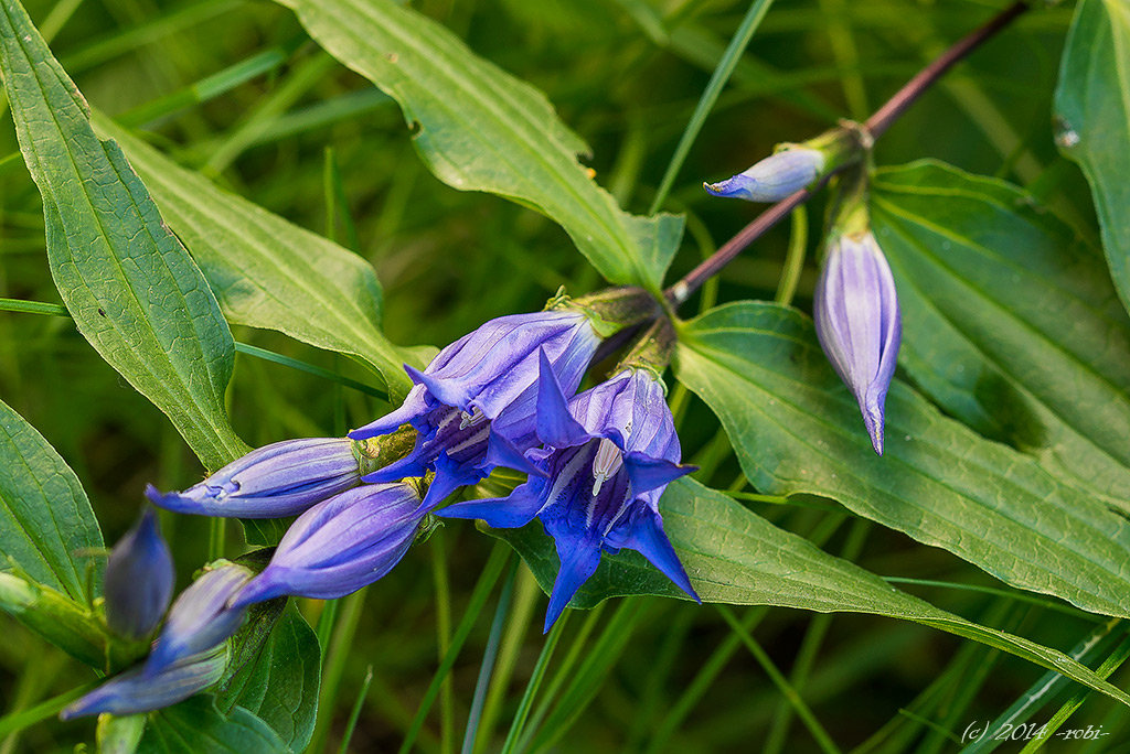 Hořec tolitovitý (Gentiana asclepiadea)