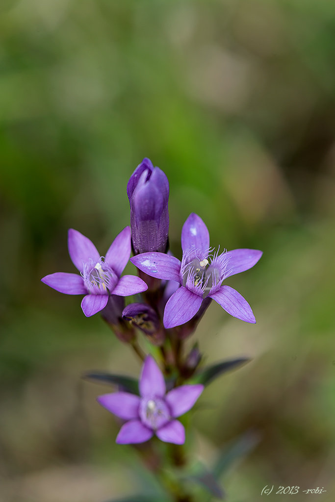 hořeček mnohotvarý český (gentianella praecox subsp. bohemica)