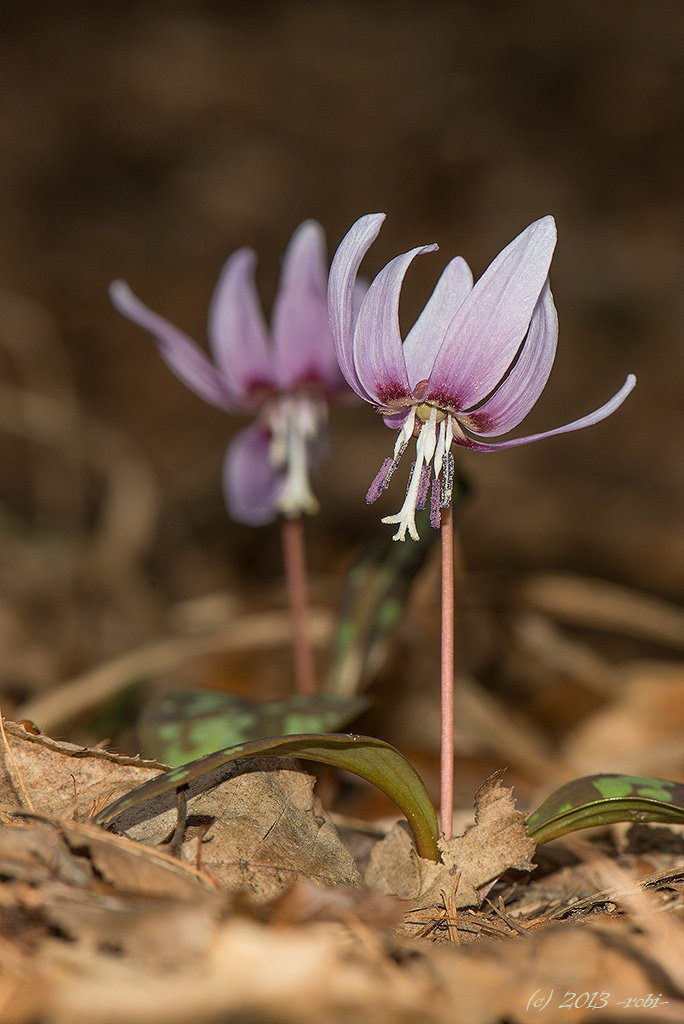 Kandík psí zub (Erythronium dens-canis)