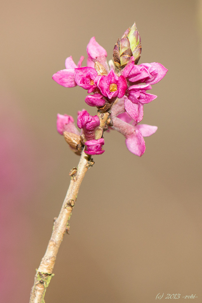 Lýkovec jedovatý (Daphne mezereum)