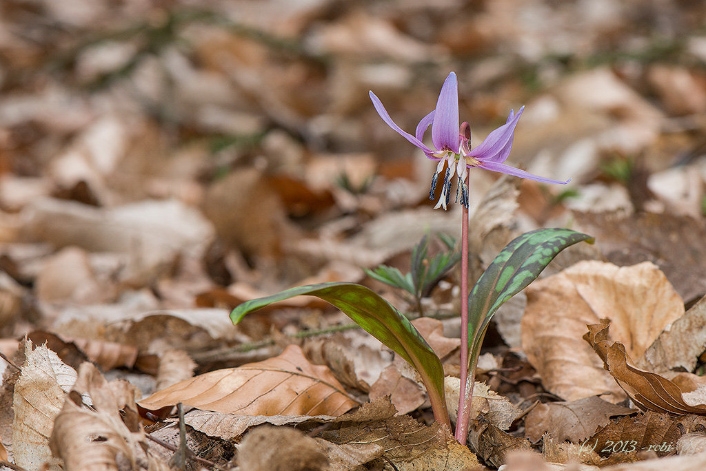 Kandík psí zub (Erythronium dens-canis)