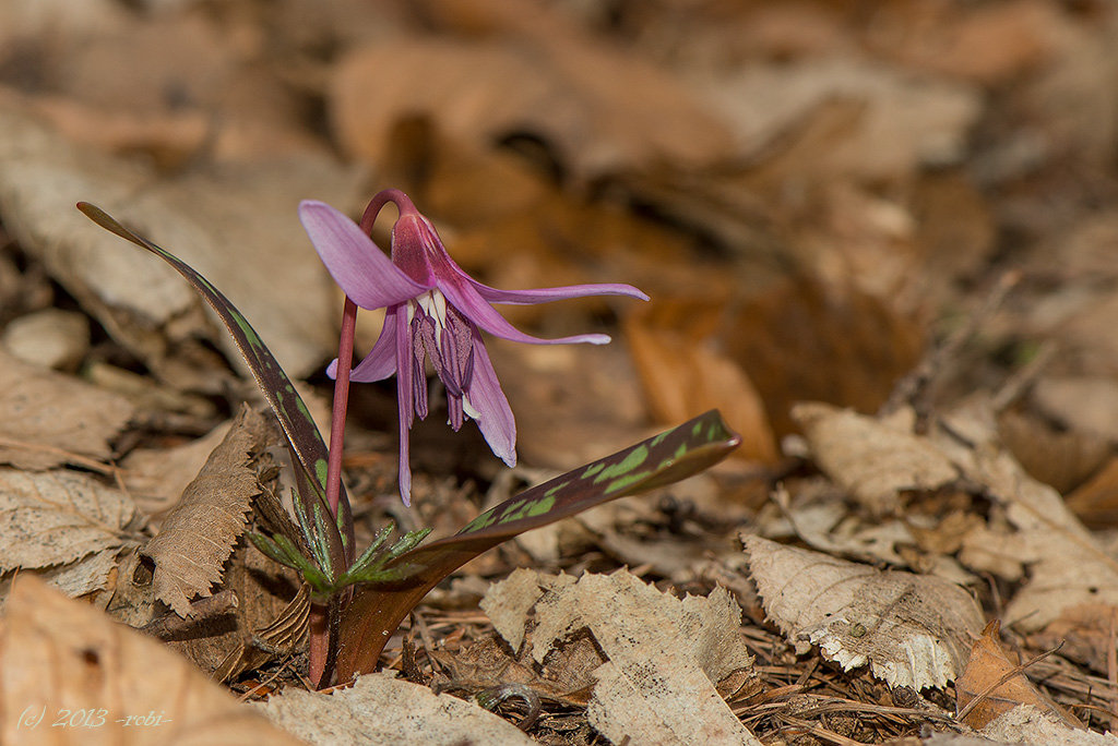 Kandík psí zub (Erythronium dens-canis)