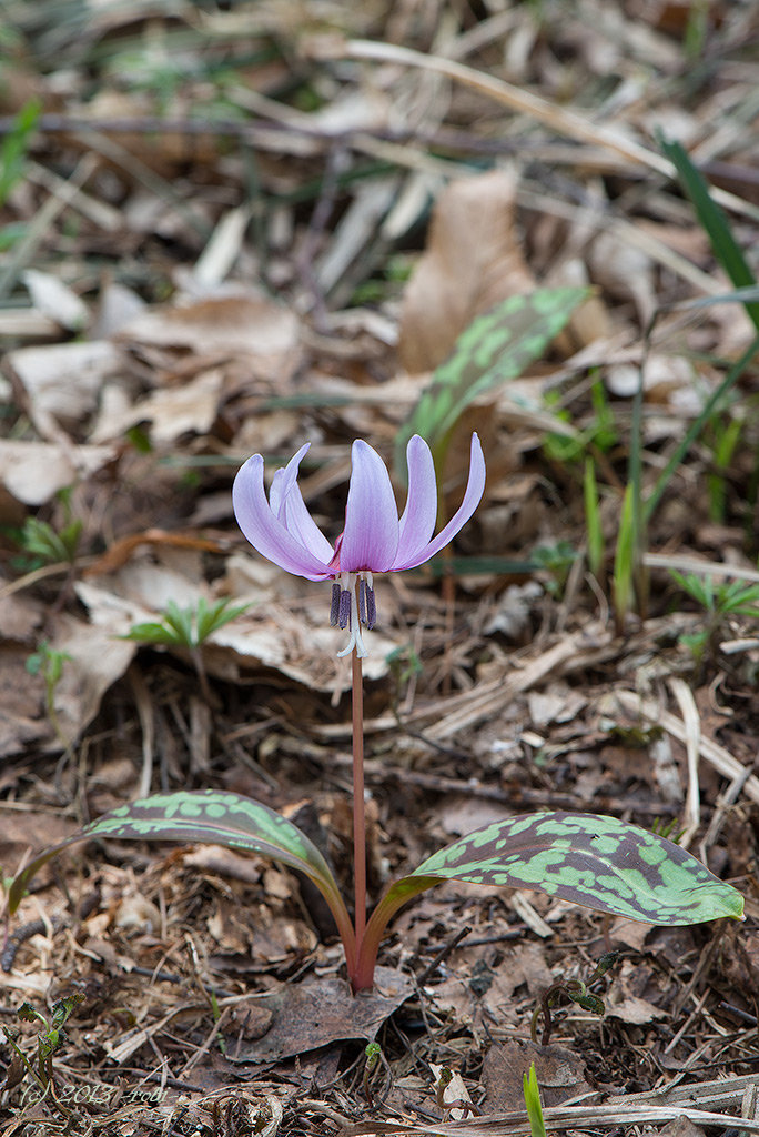 Kandík psí zub (Erythronium dens-canis)