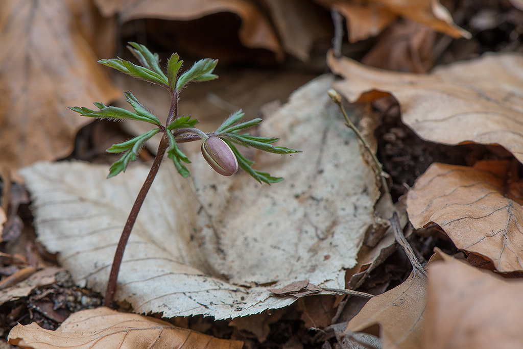 Sasanka hajní (Anemone nemorosa)