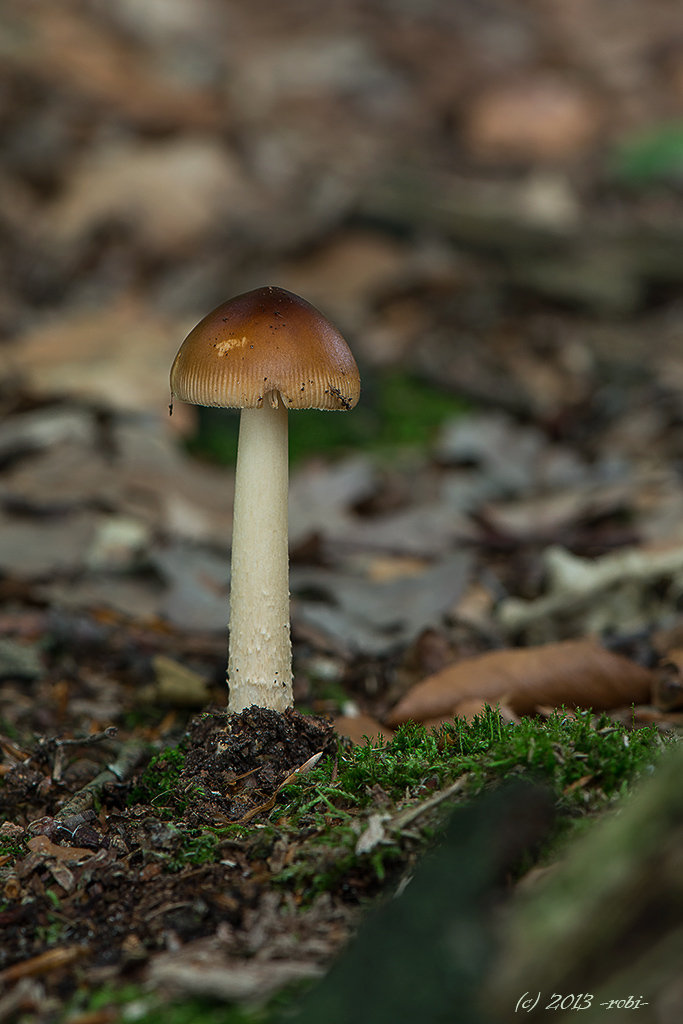 muchomůrka plavá (amanita fulva)