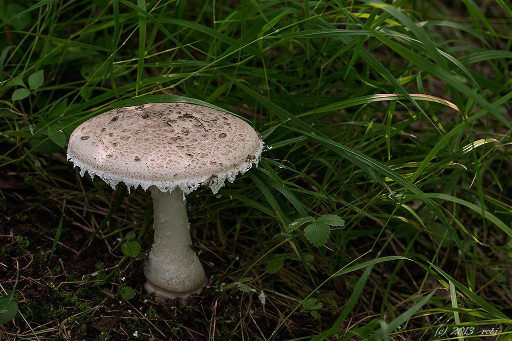 muchomůrka šiškovitá (amanita strobiliformis)